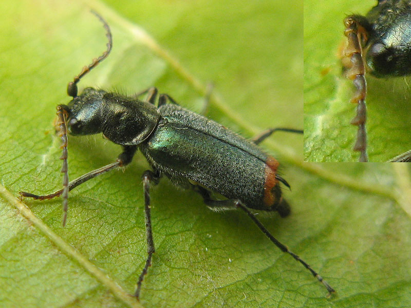 Malachiidae:  Malachius cfr. australis